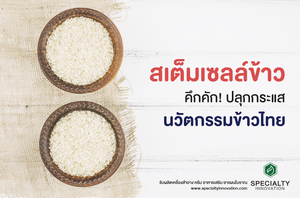 สเต็มเซลล์ข้าว ปลุกกระแสนวัตกรรมข้าวไทย