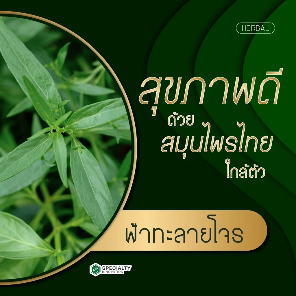 🌿 สุขภาพดีด้วยสมุนไพรไทยใกล้ตัว 🌿