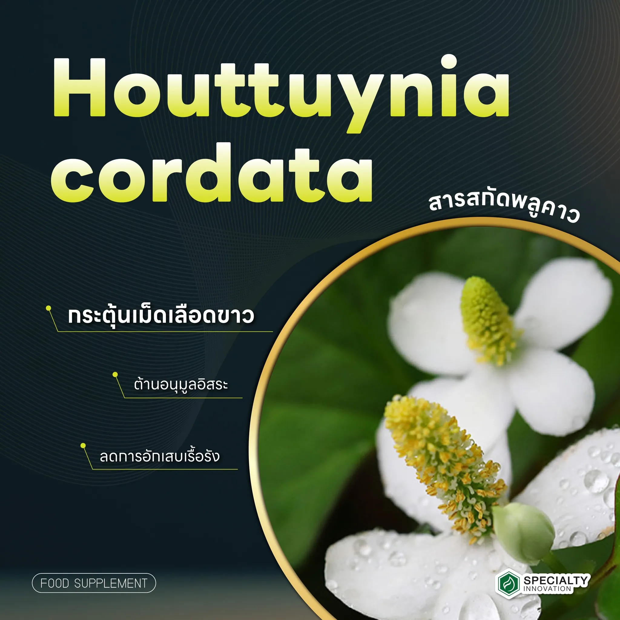 🌿 เสริมภูมิ ด้วย “พลูคาว” สมุนไพรไทยต้านไวรัส 🛡️ ภูมิคุ้มกันดี = ป่วยยาก ฟื้นตัวไว!