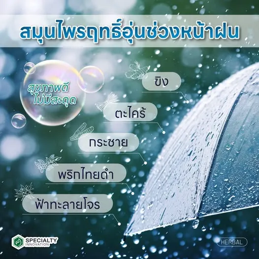 🌀 สุขภาพดีไม่มีสะดุด ด้วยสมุนไพรฤทธิ์อุ่นช่วงหน้าฝน 🌿