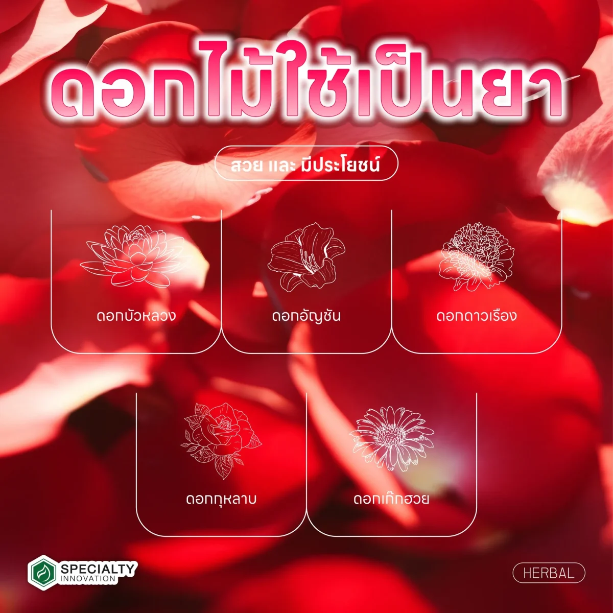 🌻 “สวยและมีประโยชน์! 5 ดอกไม้ใช้เป็นยา” ไม่ใช่แค่ความงาม แต่ดอกไม้บางชนิดยังเป็น สมุนไพรธรรมชาติ ช่วยบำรุงสุขภาพได้อีกด้วย! 🌿✨
